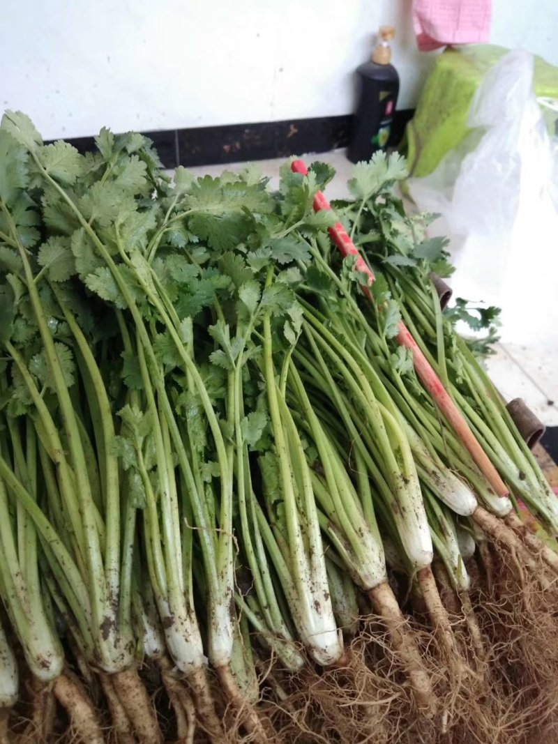 香菜铁杆香菜质量保证价格合理冷库陆地都有