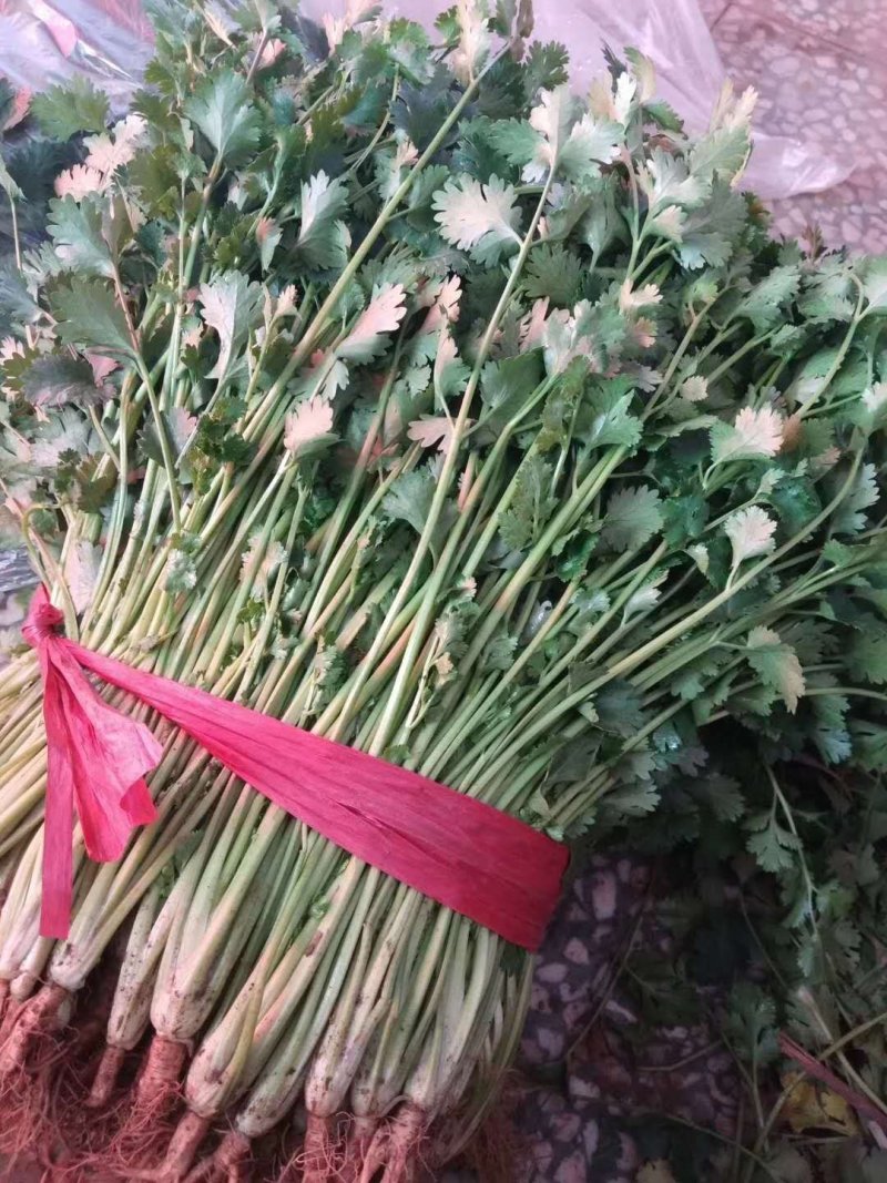 香菜铁杆香菜质量保证价格合理冷库陆地都有