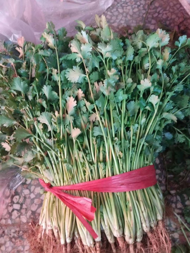 香菜铁杆香菜质量保证价格合理冷库陆地都有