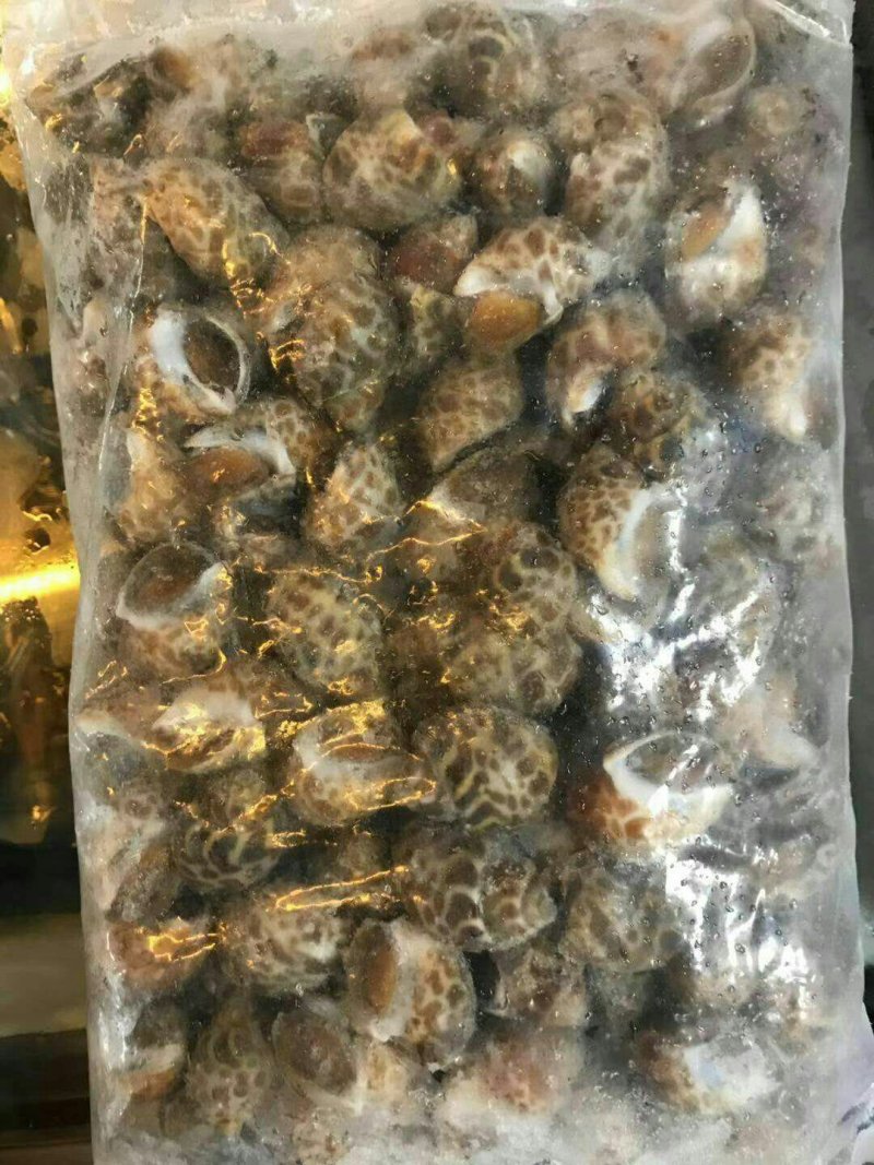 冰香螺