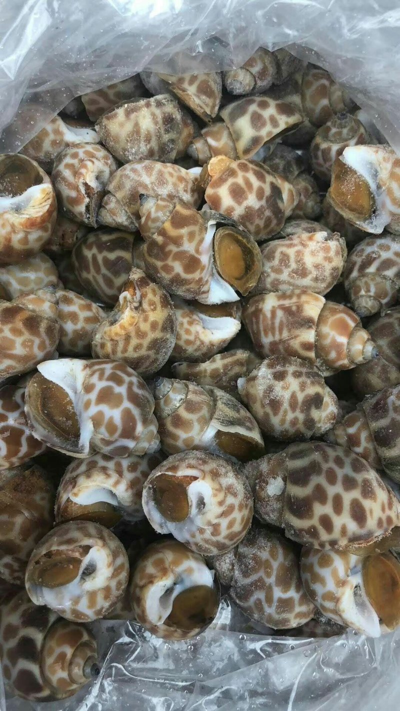 冰香螺