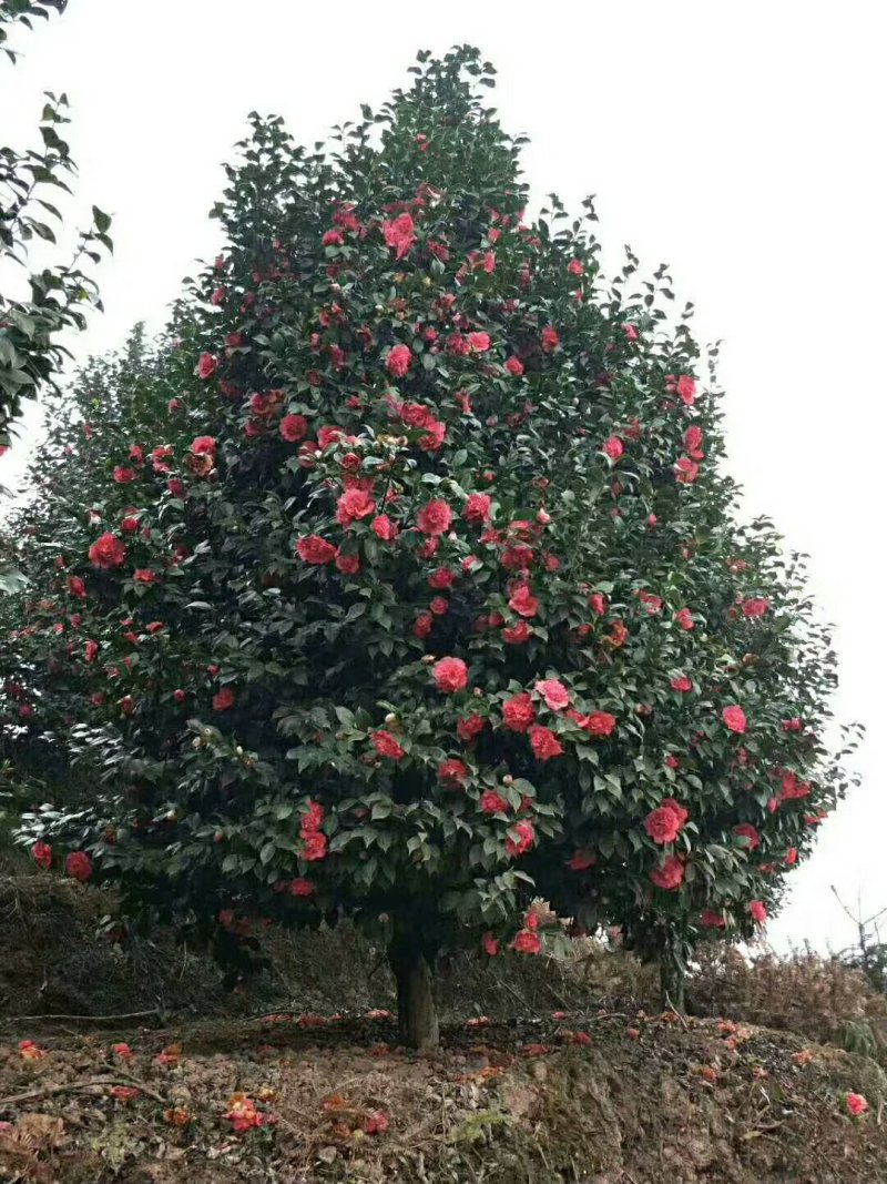 茶梅球绿化苗木规格20cm-1.2米