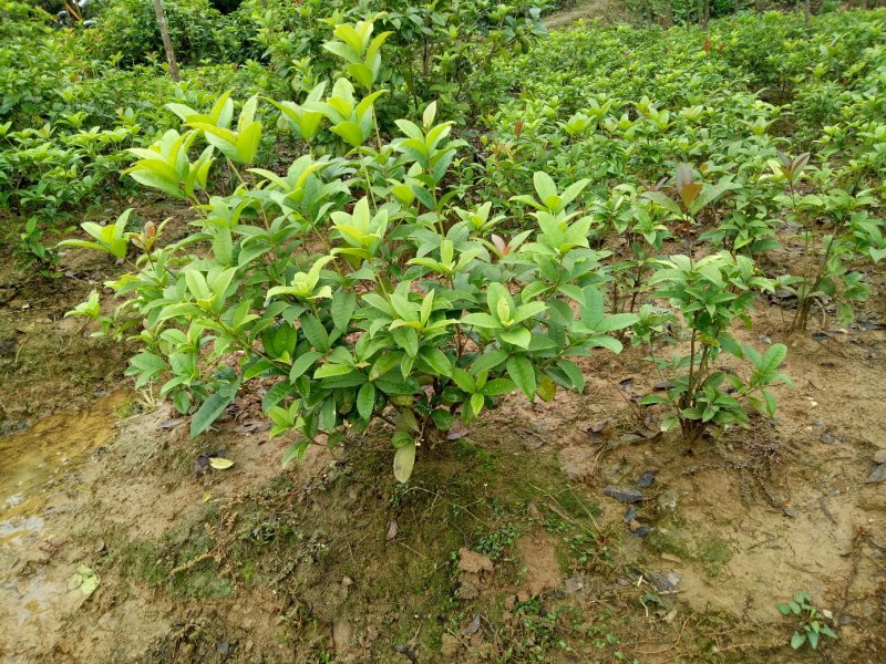 四季桂小苗月月桂苗桂花树苗庭院绿化工程苗大树