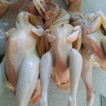 东北特产～散养鸡