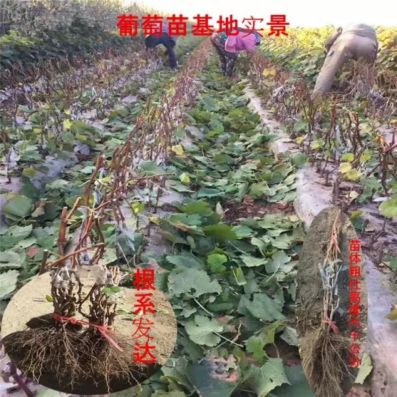 红提苗2年嫁接苗现挖现卖包成活全年售后
