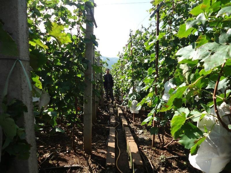 红提苗2年嫁接苗现挖现卖包成活全年售后