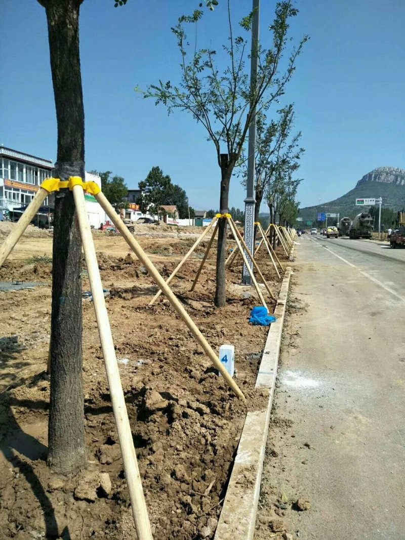 园林苗木支撑架杆套杯绑带