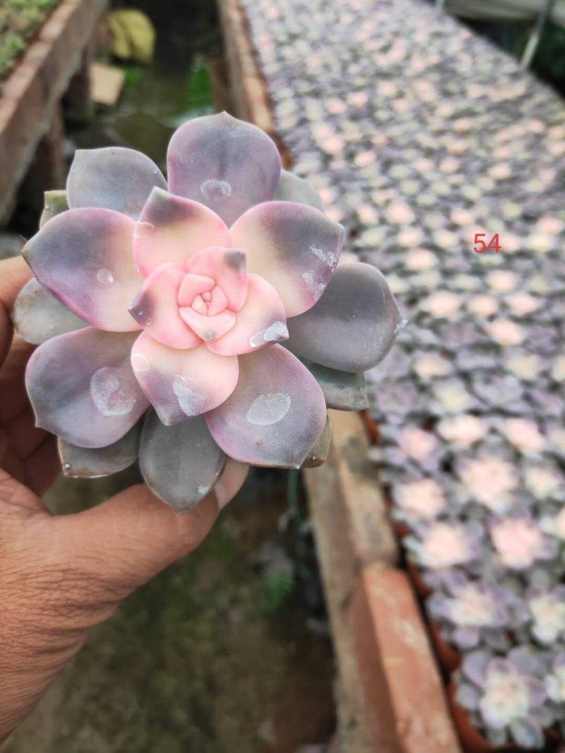 大量批发多肉植物多肉13色彩虹锦药锦网红植物电商合作