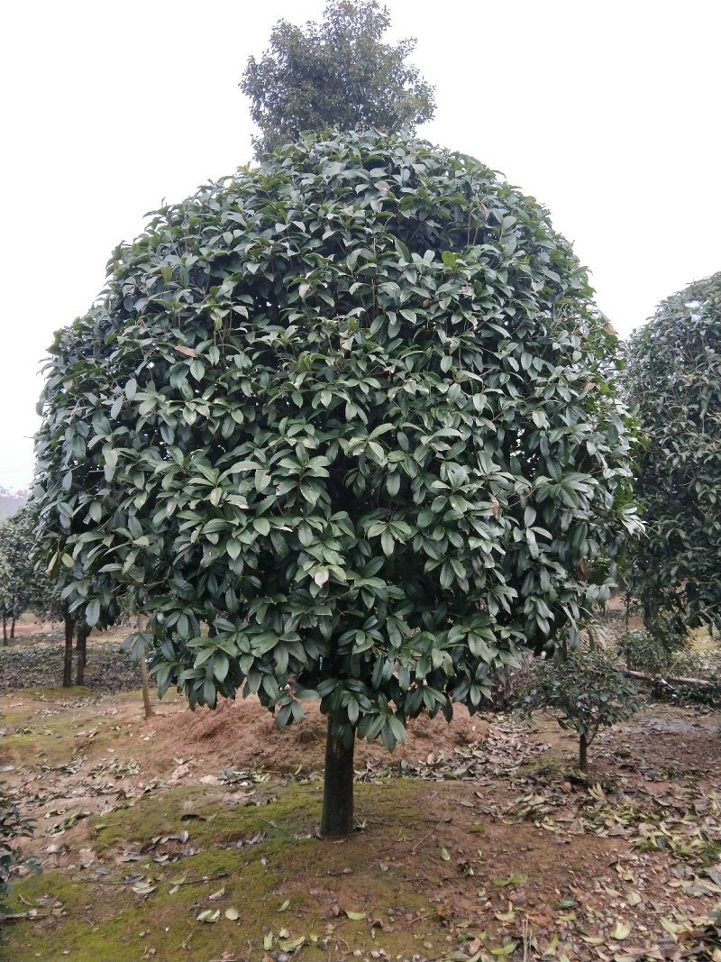 精品桂花树桂花树桂花树价格桂花树湖北桂花树