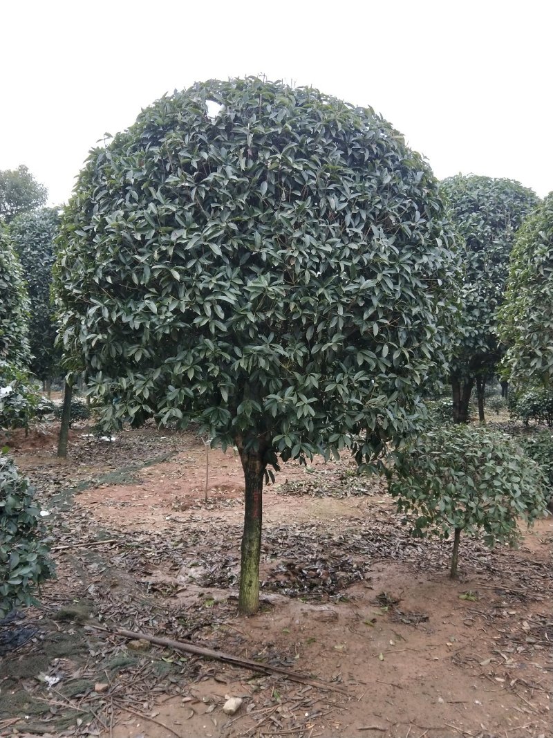 精品桂花树桂花树桂花树价格桂花树湖北桂花树