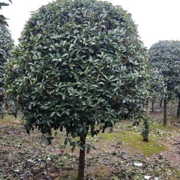 精品桂花树桂花树桂花树价格桂花树湖北桂花树