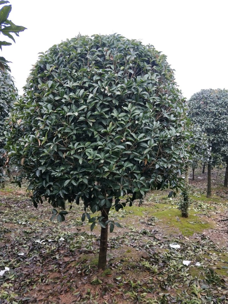 精品桂花树桂花树桂花树价格桂花树湖北桂花树