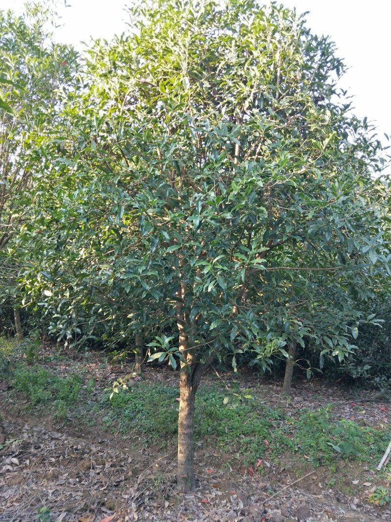桂花树桂花树价格桂花树批发湖北桂花树精品桂花树