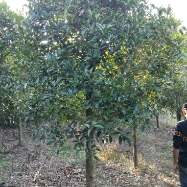 桂花树桂花树价格桂花树批发湖北桂花树精品桂花树