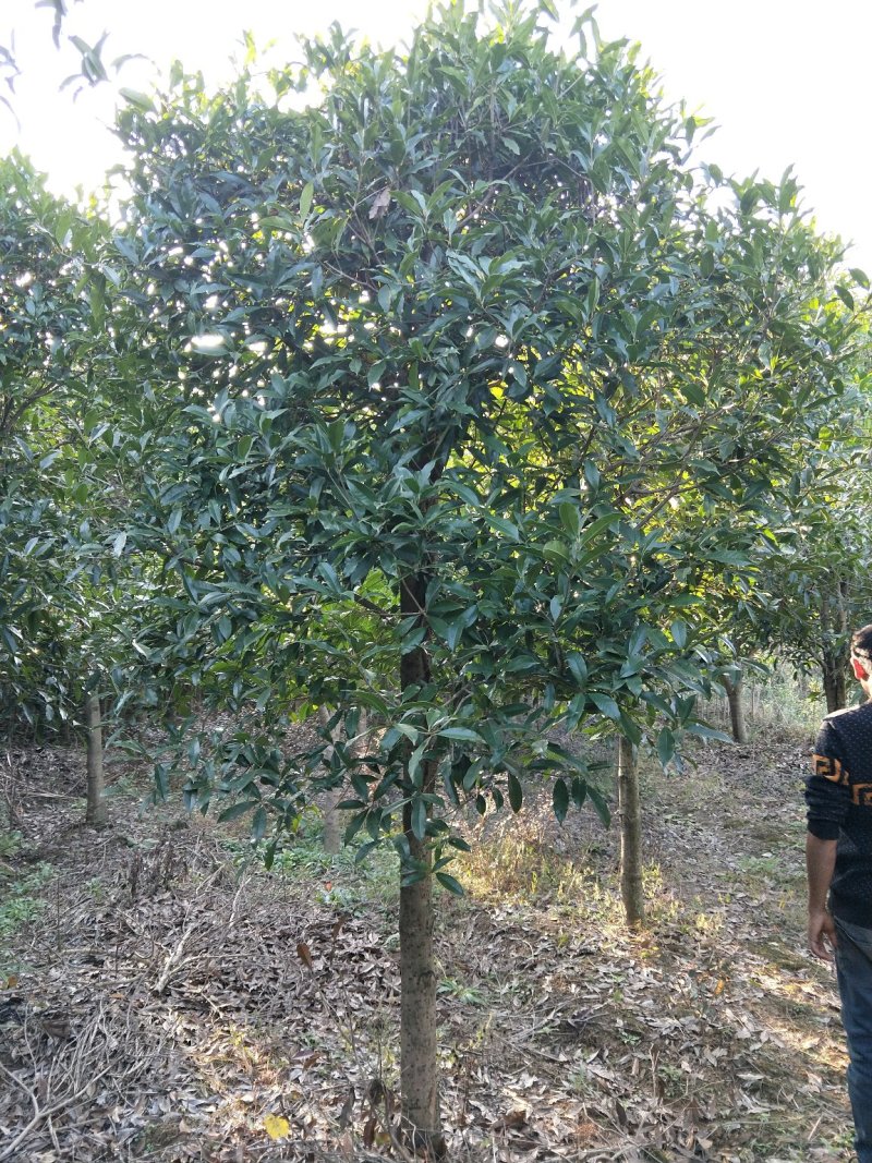 桂花树桂花树价格桂花树批发湖北桂花树精品桂花树