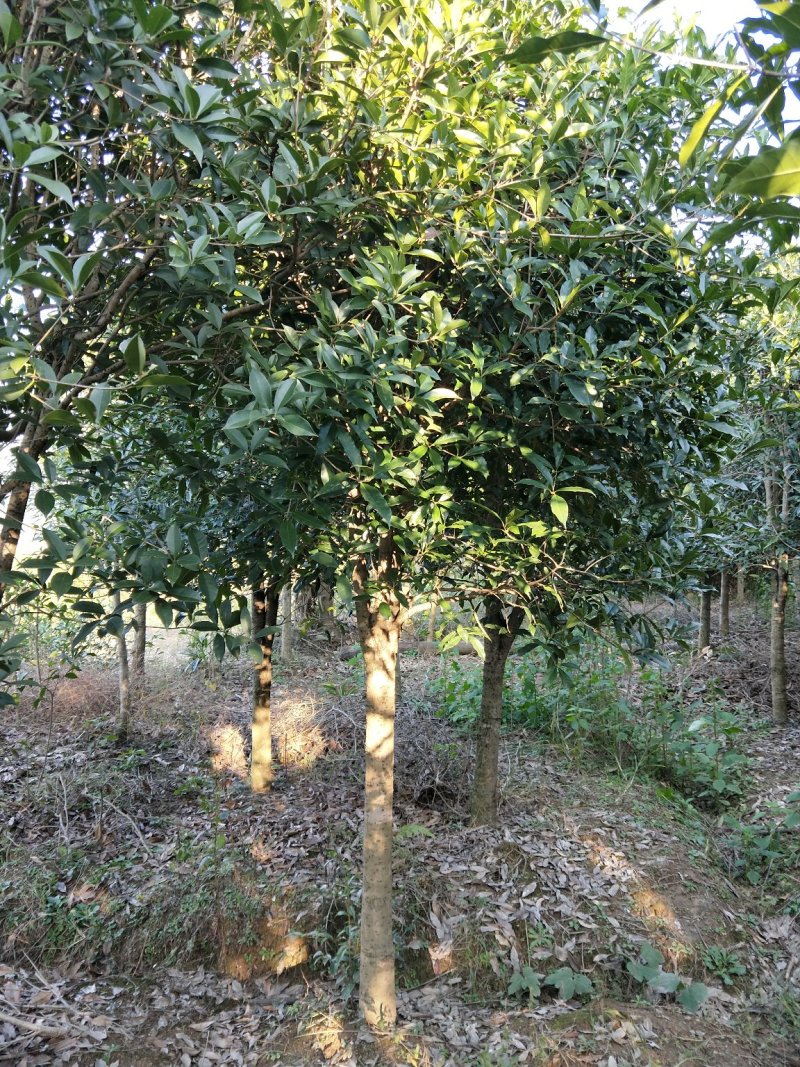 桂花树桂花树价格桂花树批发湖北桂花树精品桂花树
