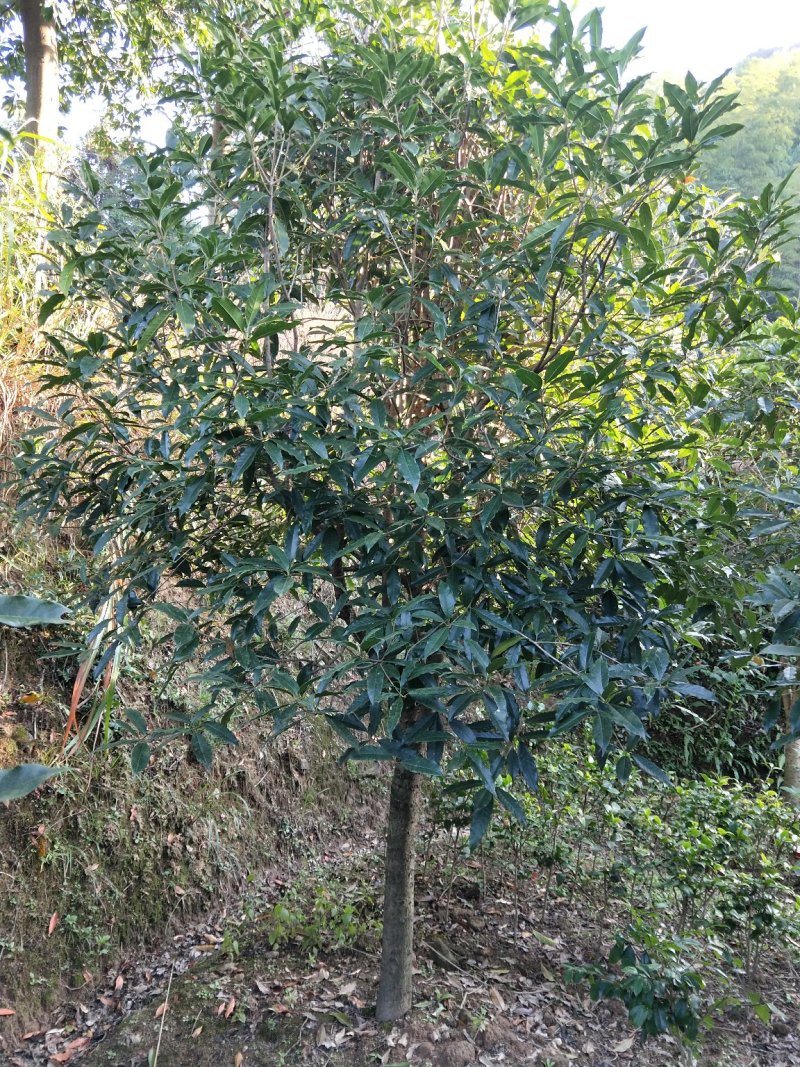桂花树桂花树价格桂花树批发湖北桂花树精品桂花树