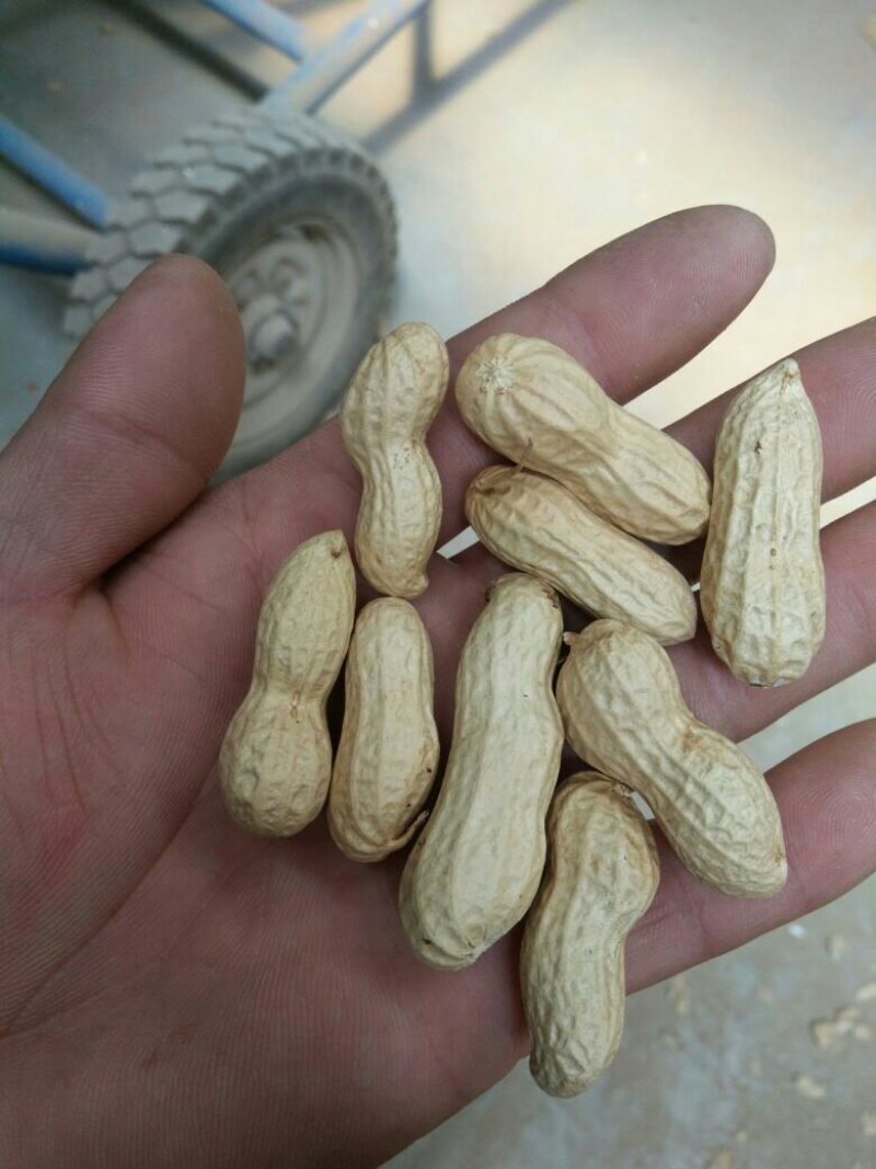 天府3号花生果