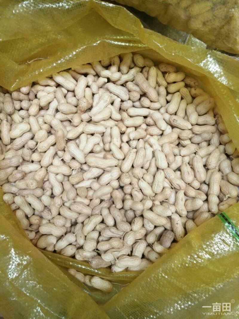 天府3号花生果