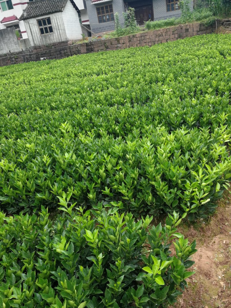 出售纽荷尔脐橙苗，清秀叶亮