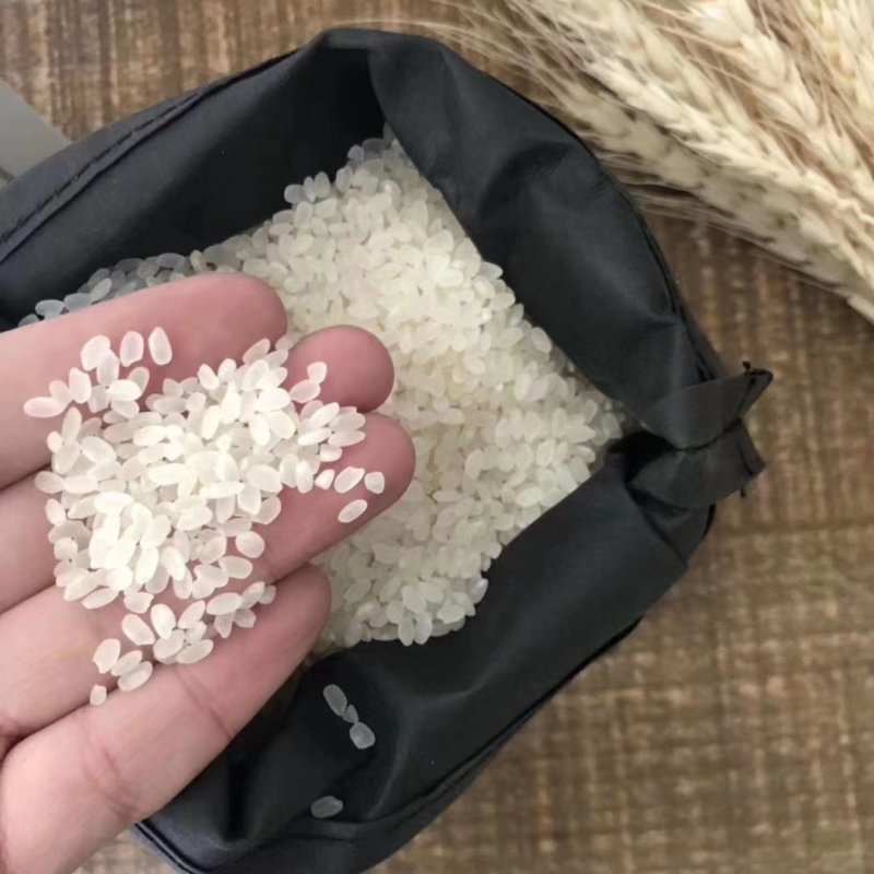 沁椿香米