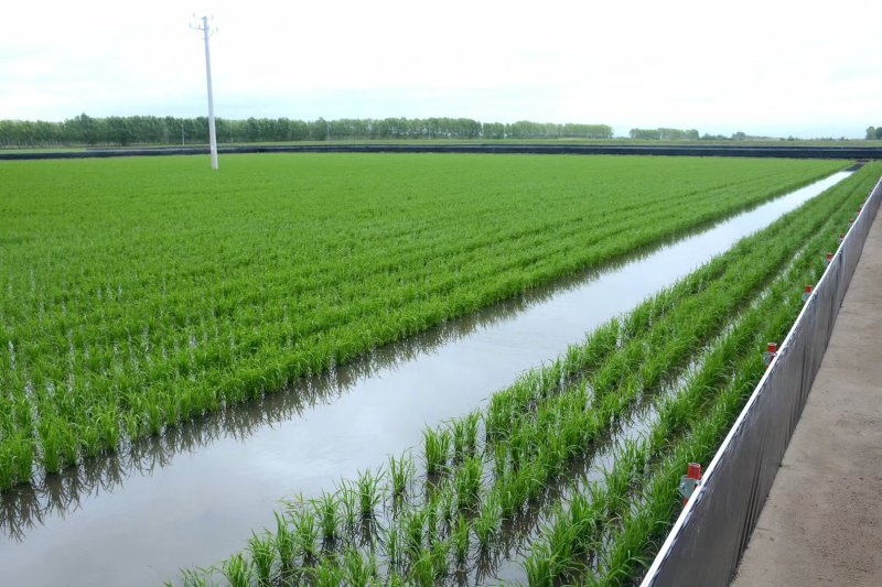 沁椿香米