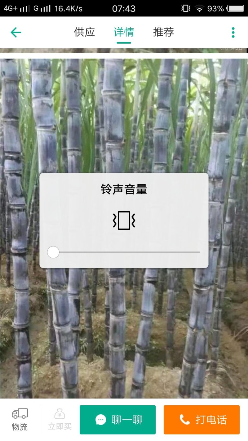 甘蔗种子欢迎采购