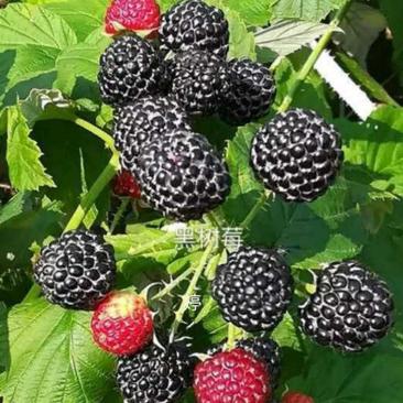 黑树莓树莓苗圃基地直发成活高产量提供种植技术放心苗