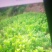 佛手苗30公分
