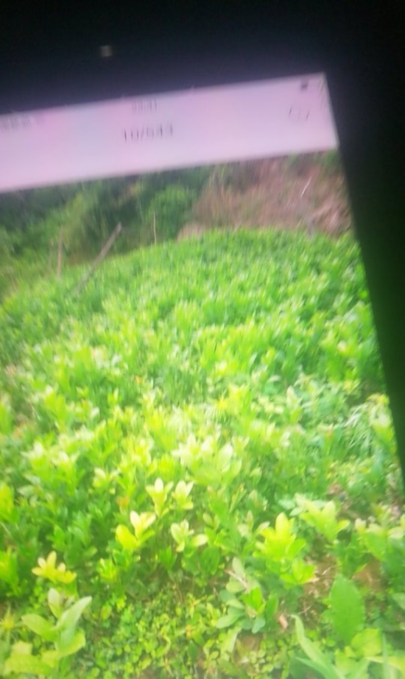佛手苗30公分