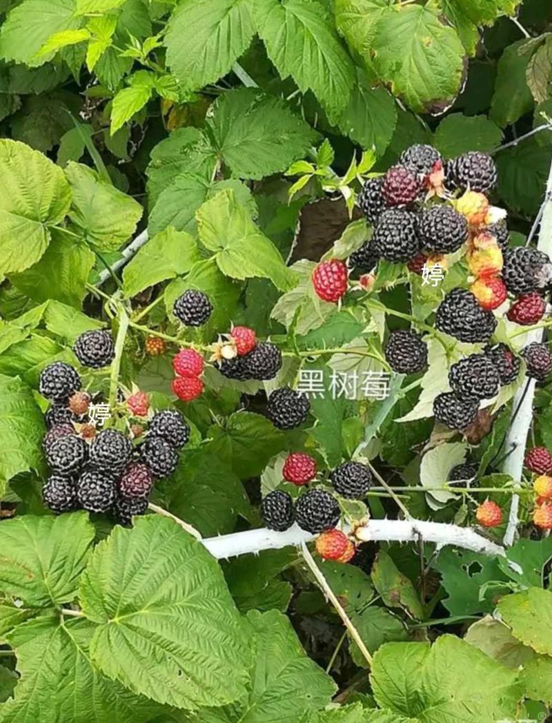 黑树莓树莓苗圃基地直发成活高产量提供种植技术放心苗