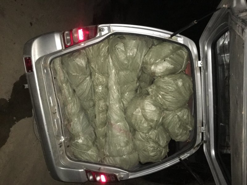 甘肃天水花牛苹果树苗，大量现货速发，成活率高欢迎选购