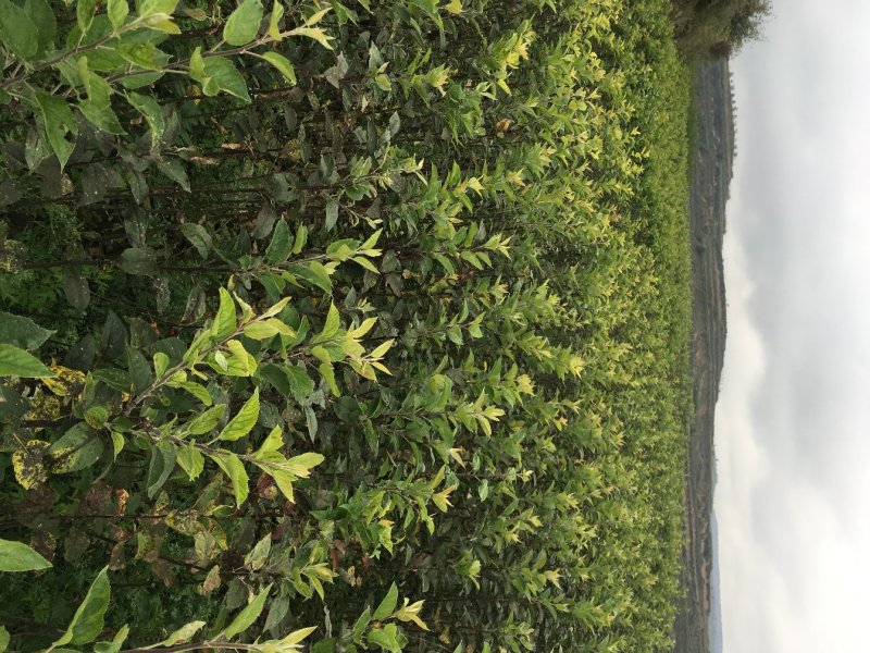 甘肃天水花牛苹果树苗，大量现货速发，成活率高欢迎选购