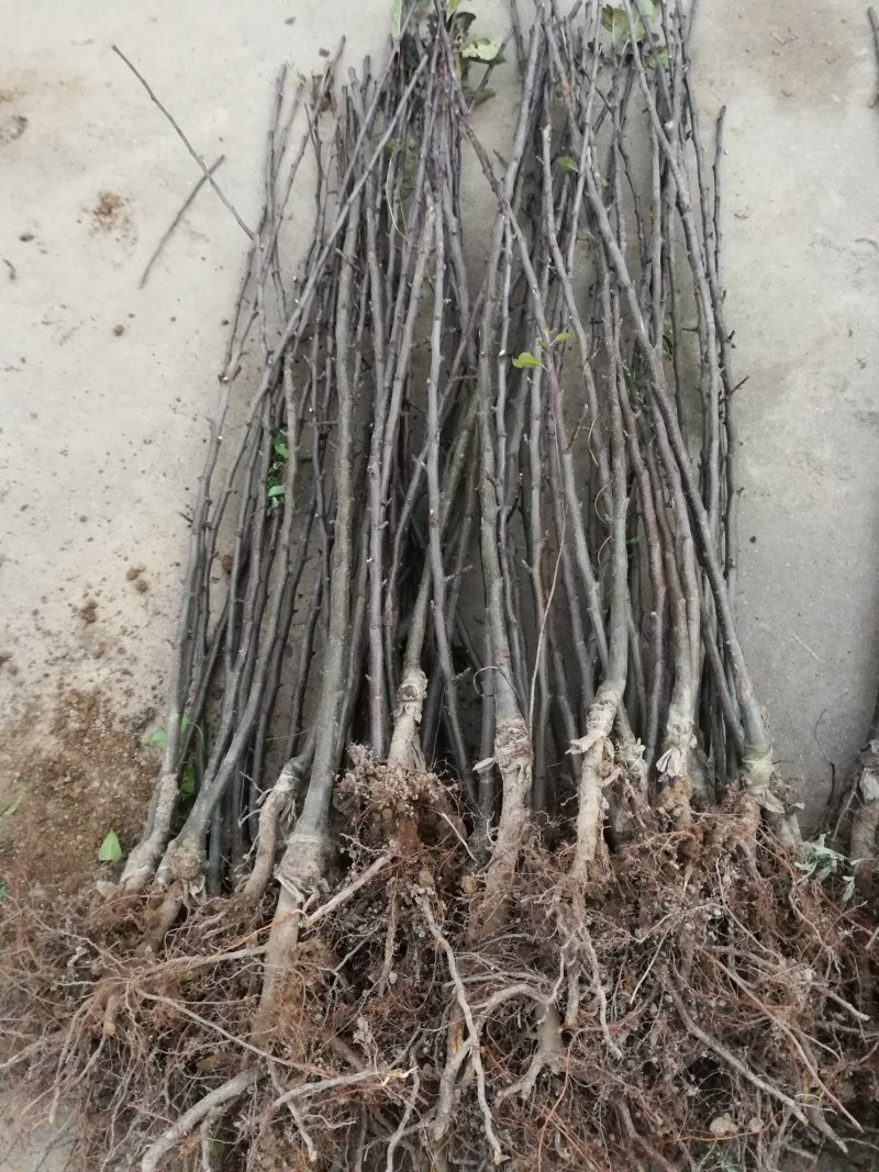 甘肃天水花牛苹果树苗，大量现货速发，成活率高欢迎选购