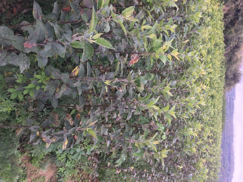 甘肃天水花牛苹果树苗，大量现货速发，成活率高欢迎选购