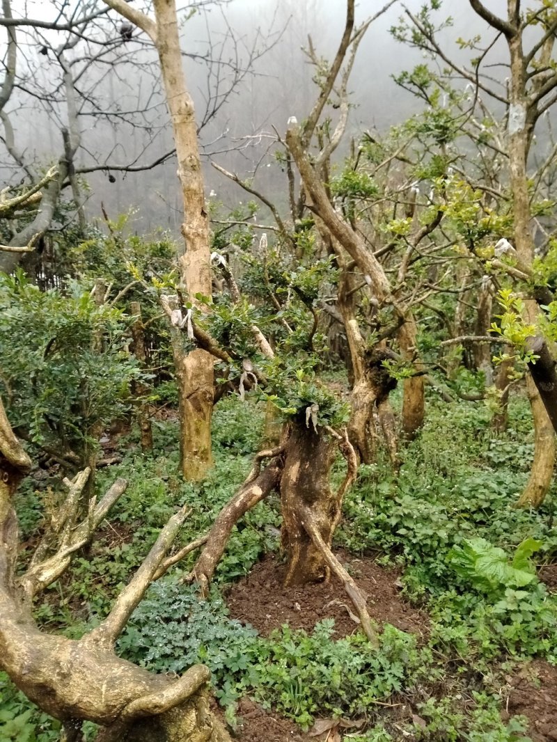 黄杨盆景，黄杨，黄杨木，黄杨熟桩，黄杨下山桩，黄杨地景桩
