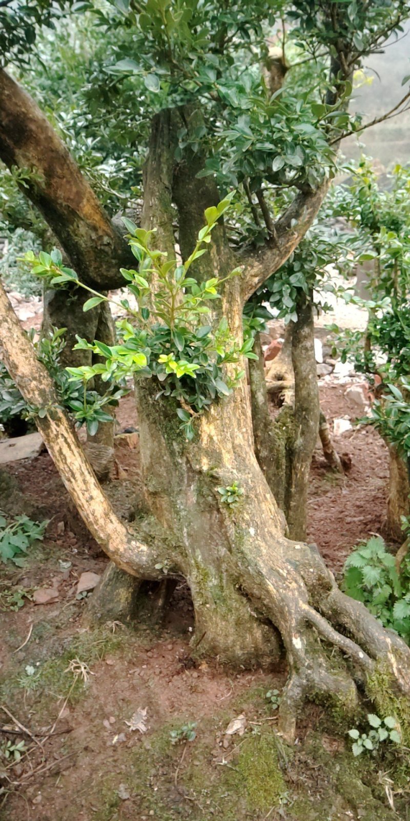 黄杨盆景，黄杨，黄杨木，黄杨熟桩，黄杨下山桩，黄杨地景桩