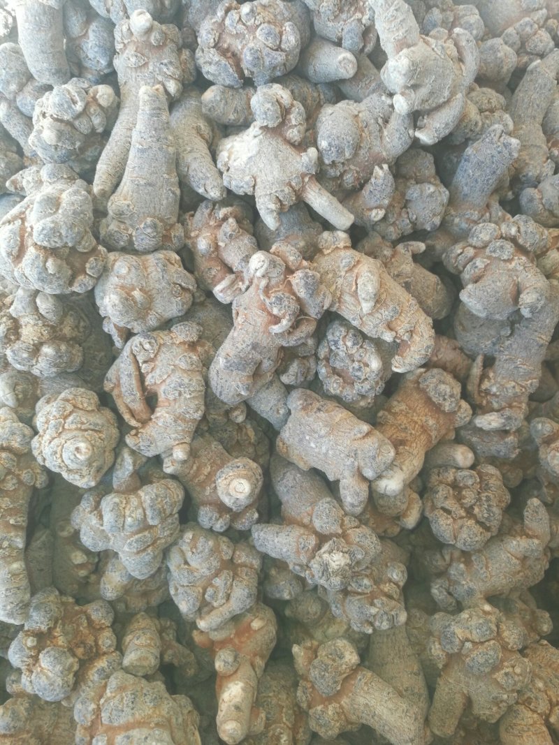 文山三七各种规格
