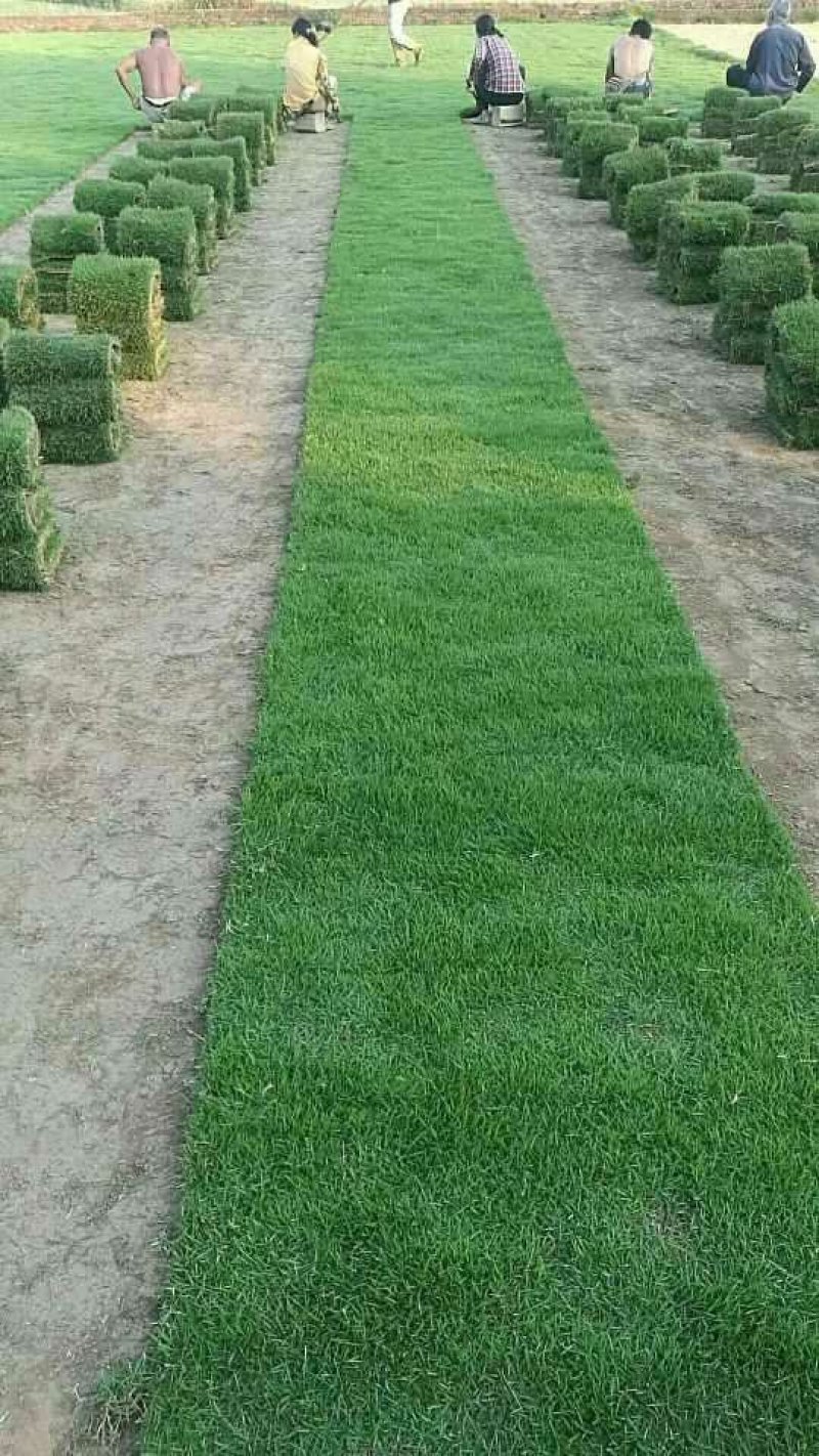 马尼拉草卷