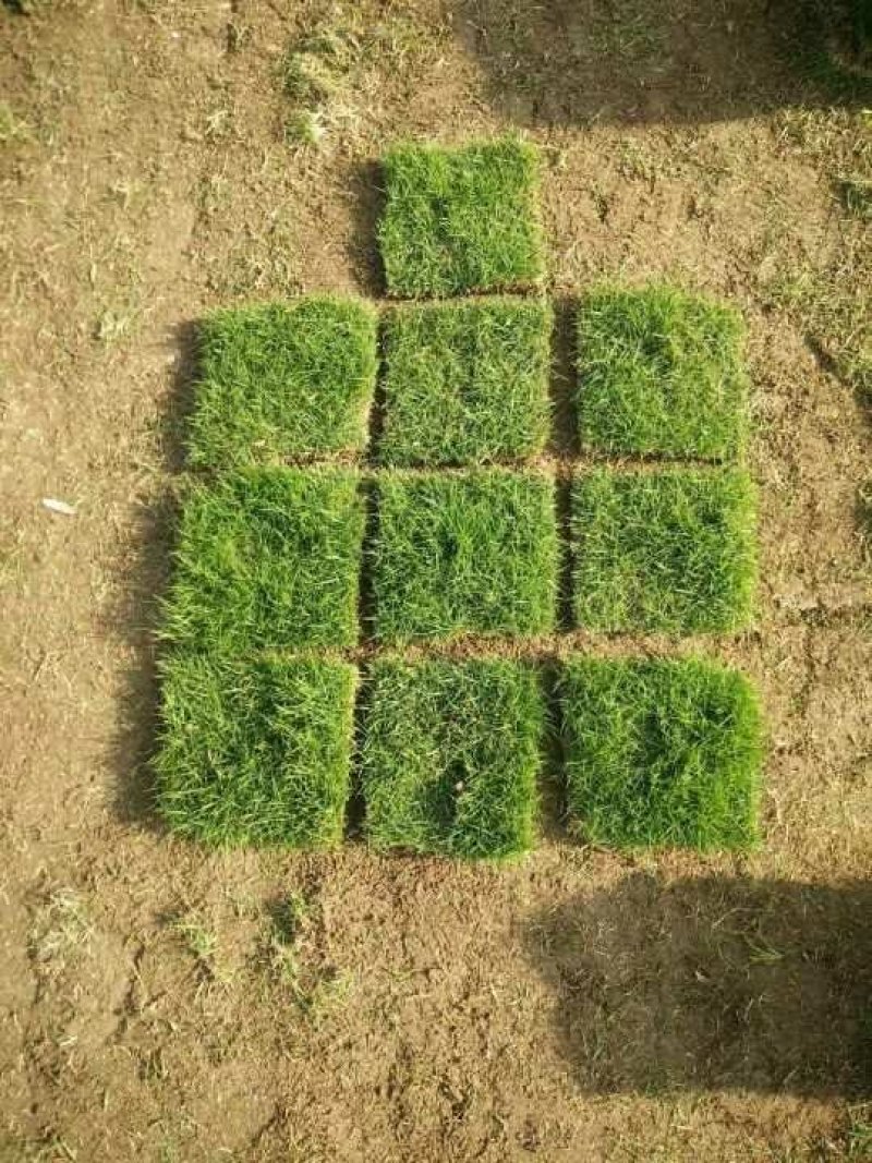 马尼拉草卷