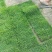 马尼拉草卷
