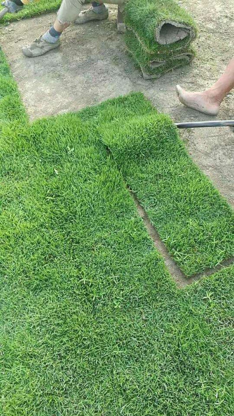 马尼拉草卷
