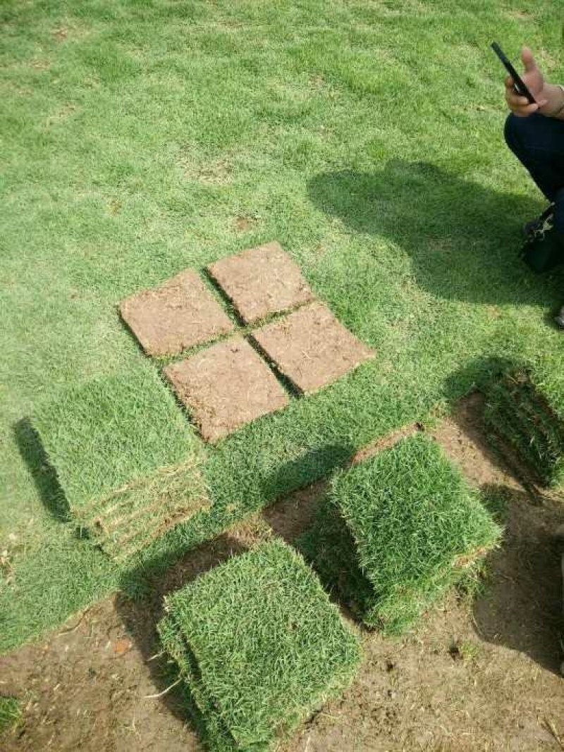马尼拉草卷