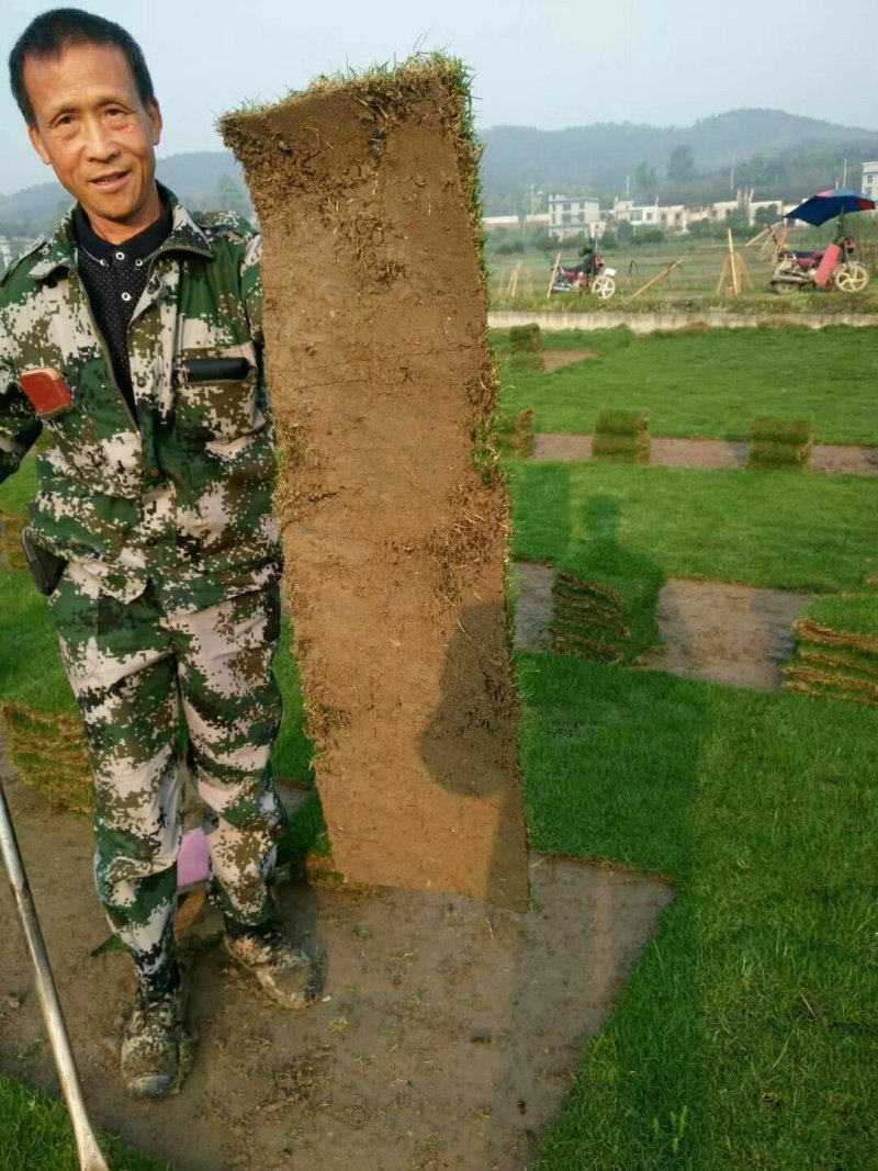 马尼拉草卷
