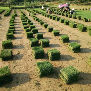 马尼拉草卷