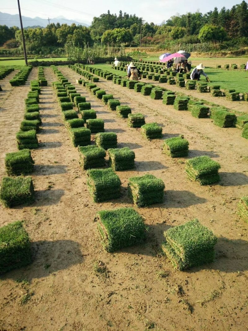 马尼拉草卷