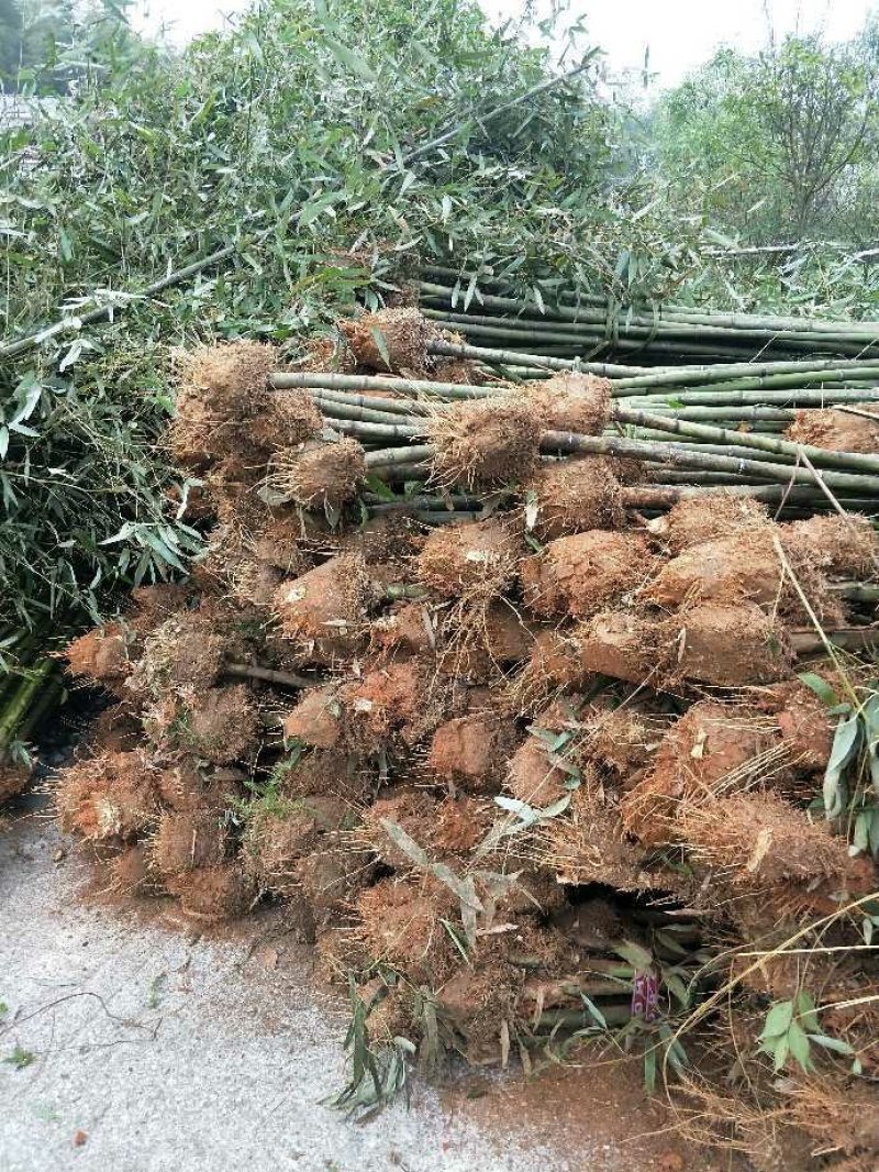 刚竹.青皮竹.桃竹.楠竹.毛竹