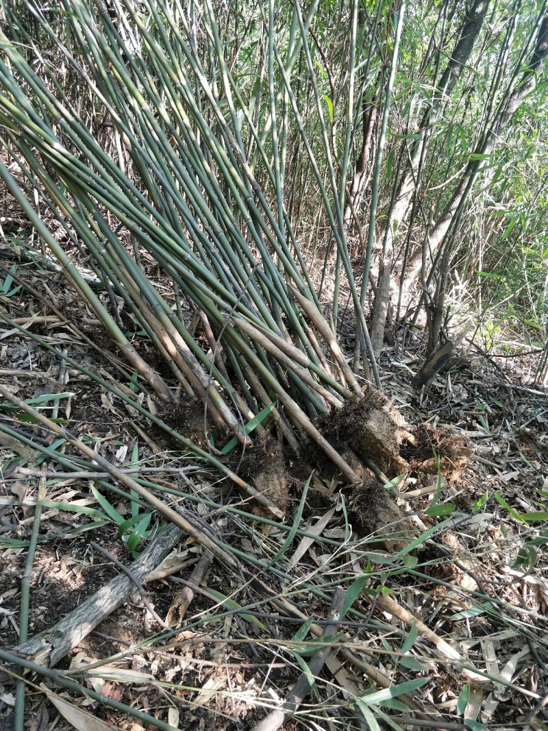 刚竹.青皮竹.桃竹.楠竹.毛竹