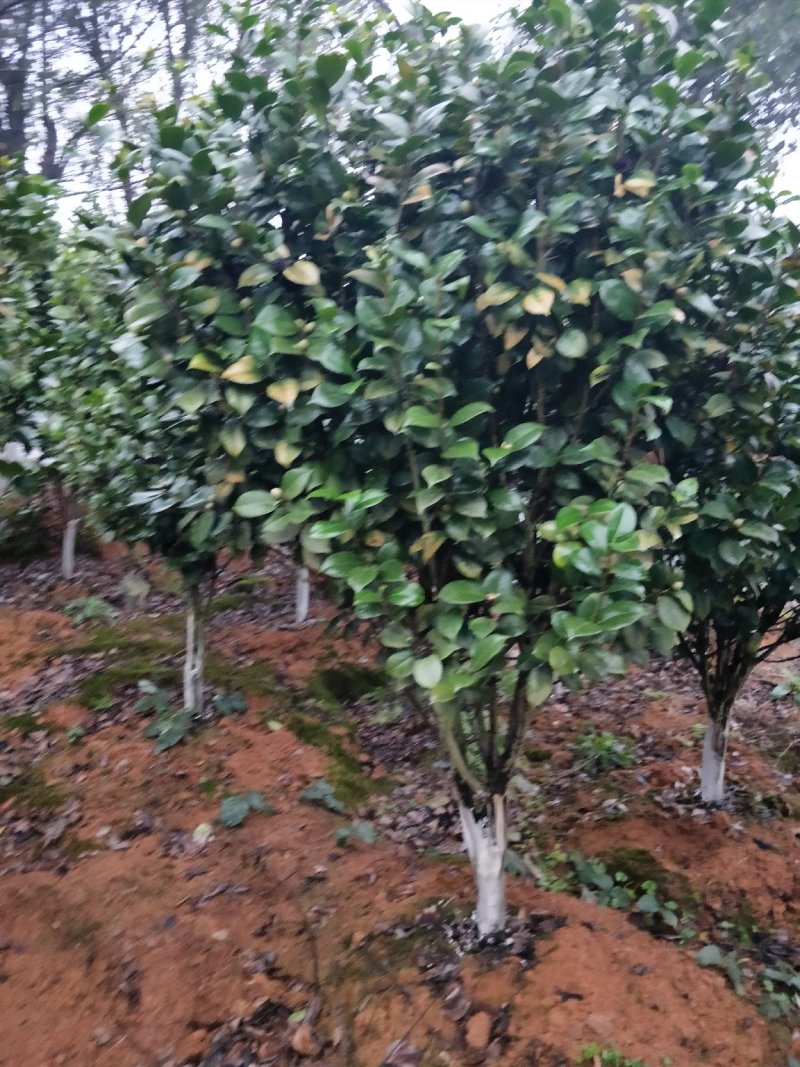 茶花球