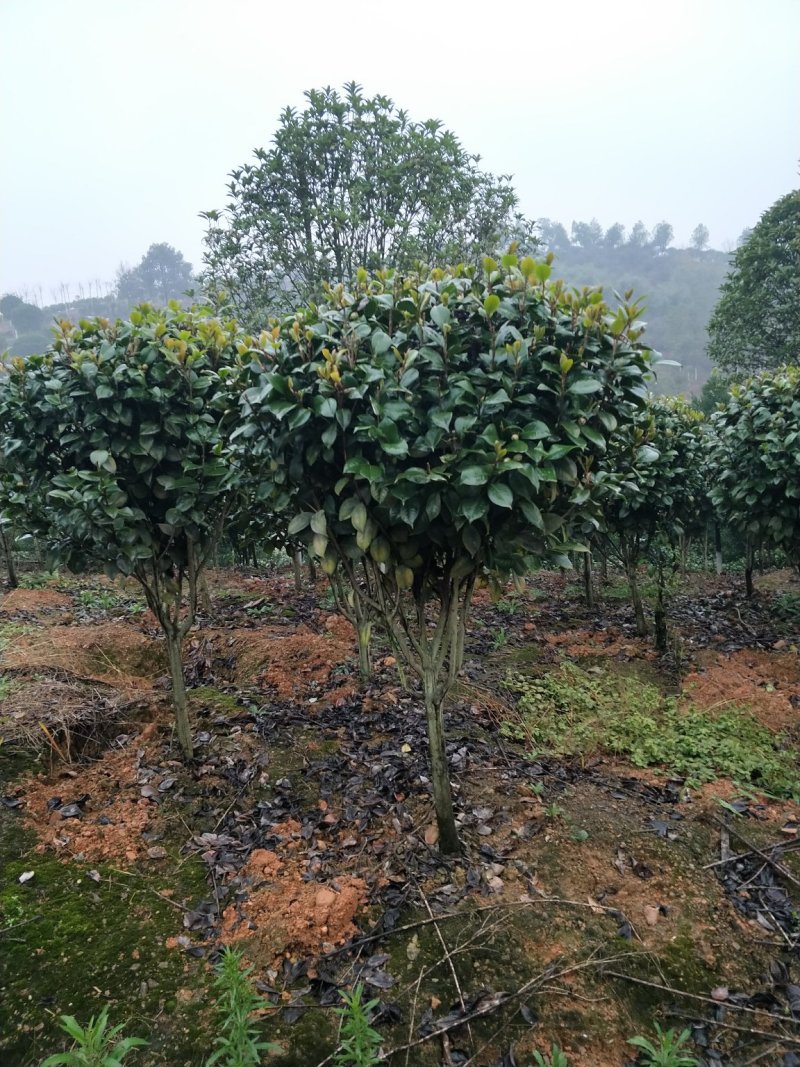 茶花球
